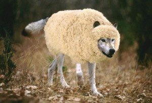 wolf-in-sheeps-clothing1